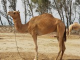 Camelfarm in Bahrain
